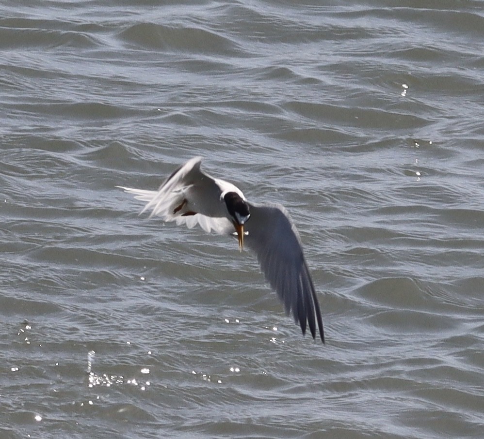 Least Tern - ML637799474