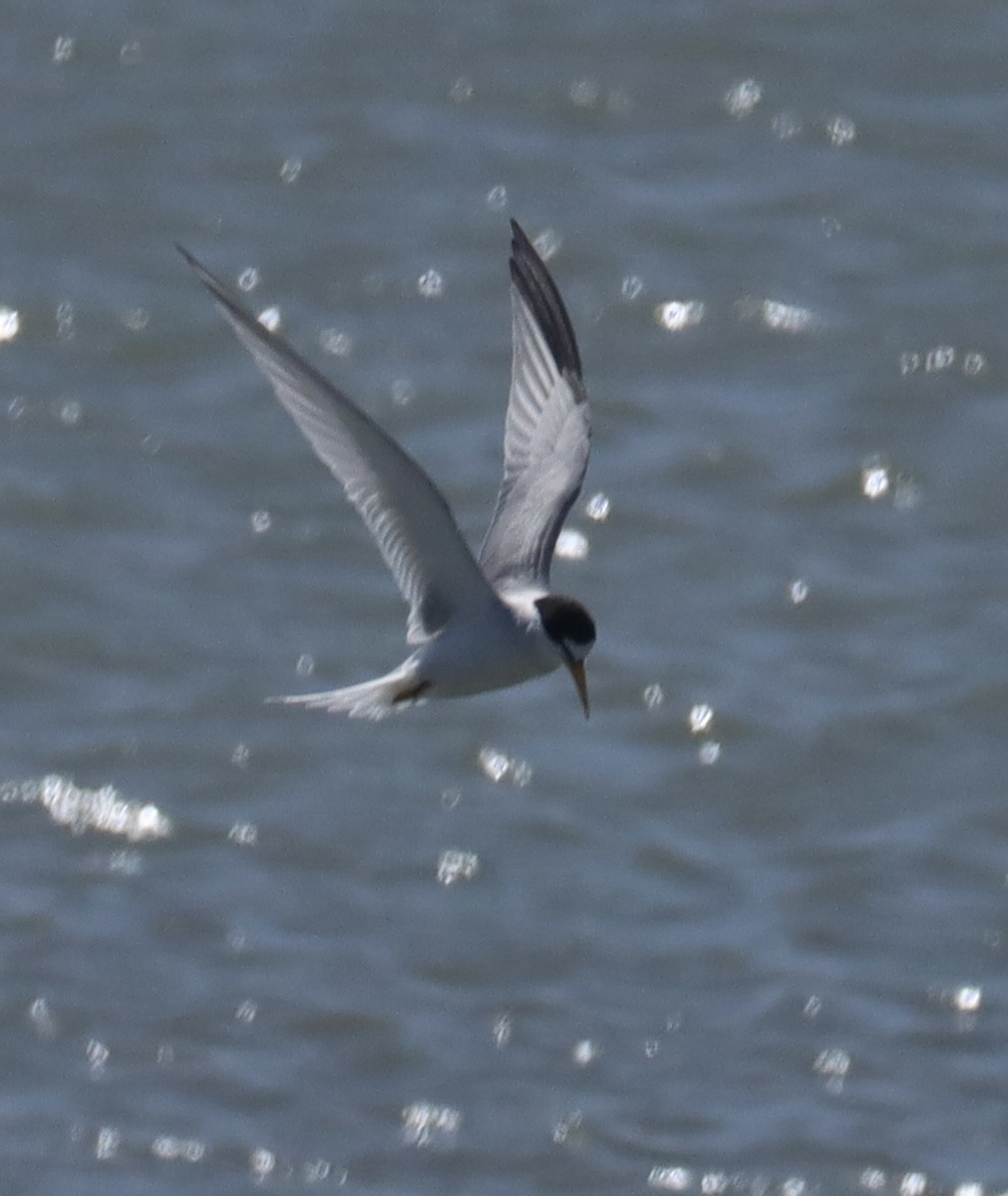 Least Tern - ML637799475