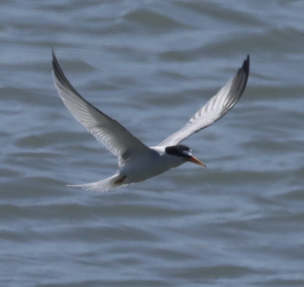Least Tern - ML637799476