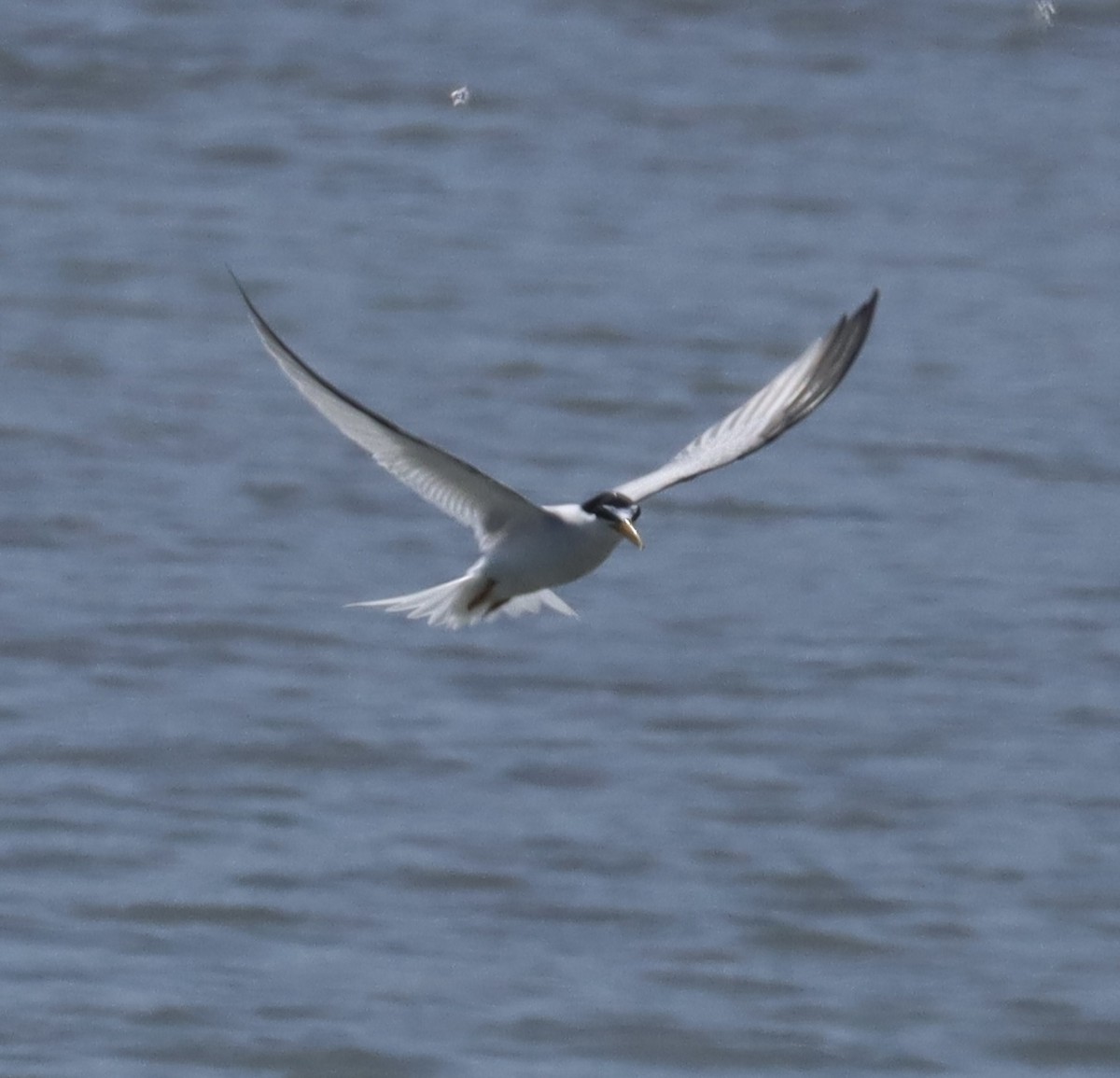 Least Tern - ML637799477