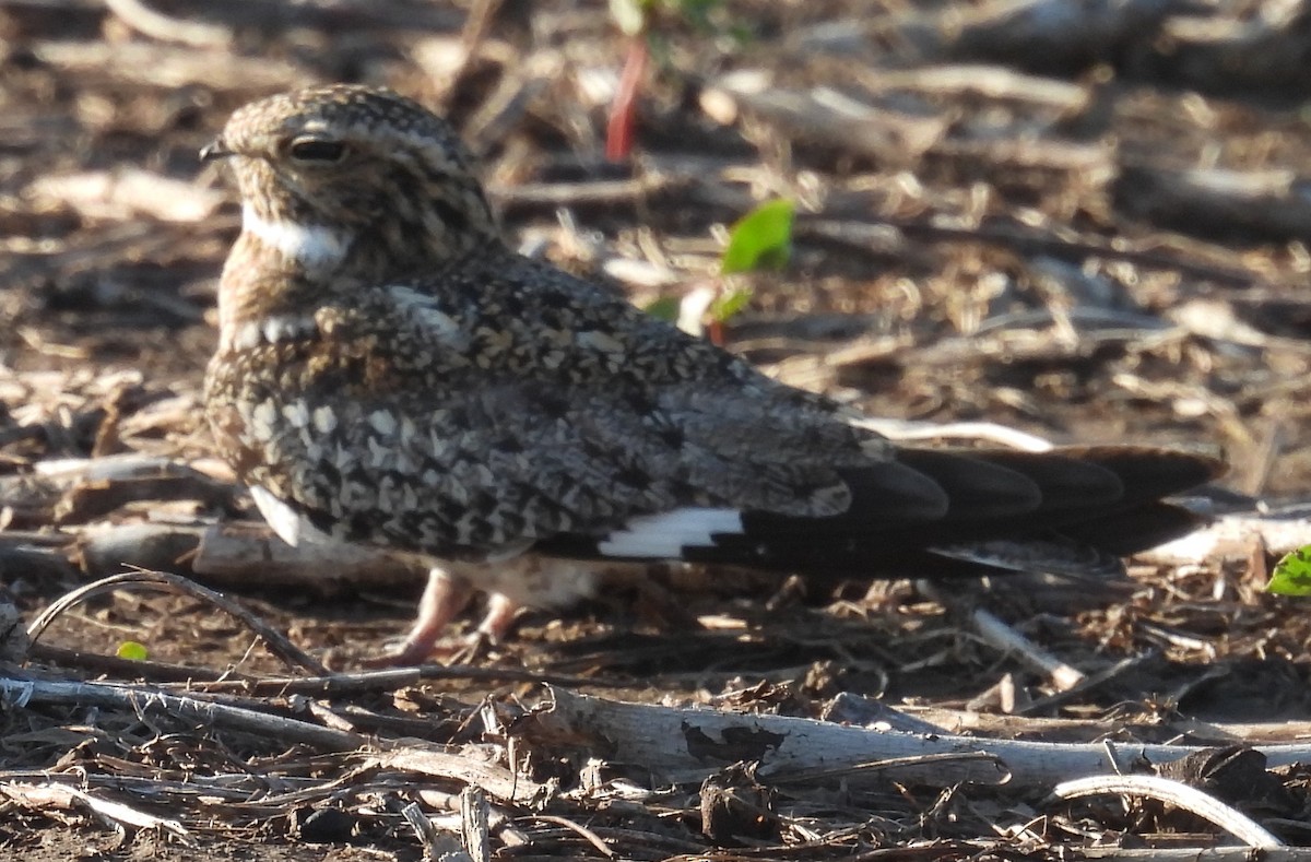 Common Nighthawk - ML637799555