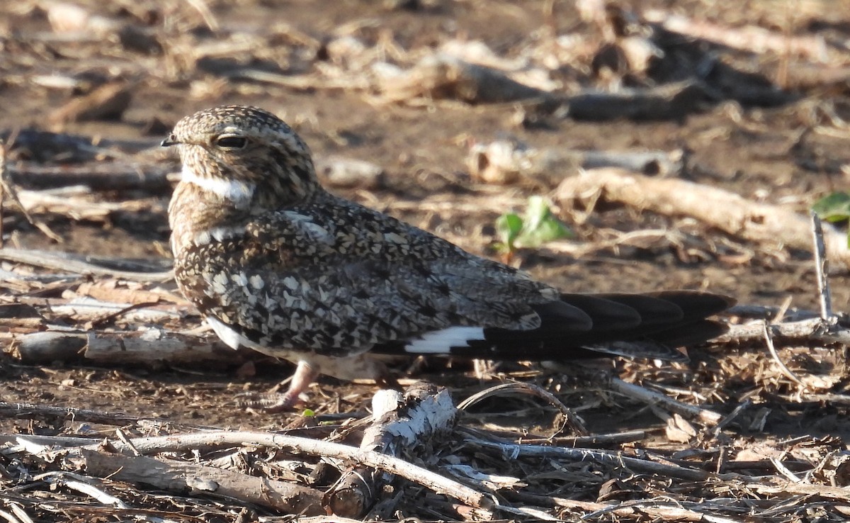 Common Nighthawk - ML637799556