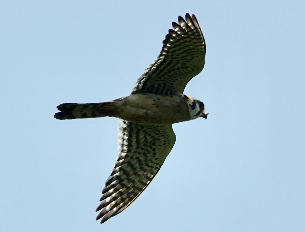 American Kestrel - ML637799557