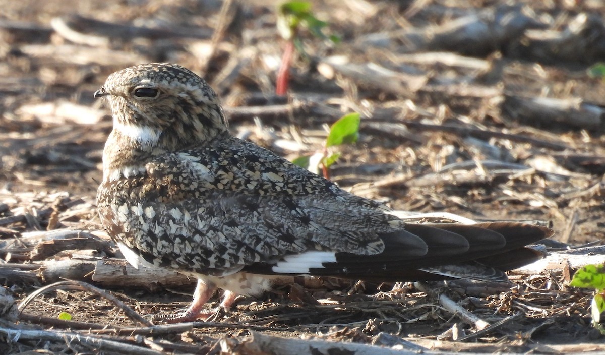 Common Nighthawk - ML637799558