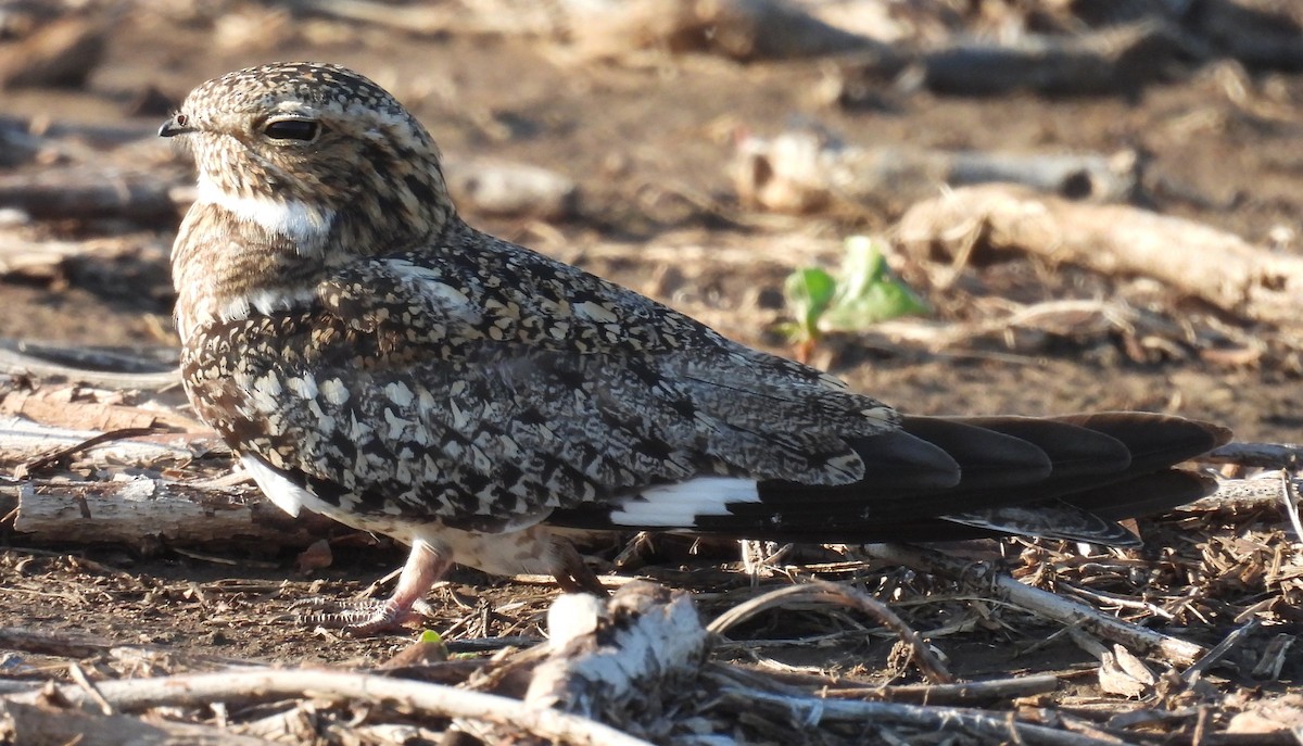 Common Nighthawk - ML637799559