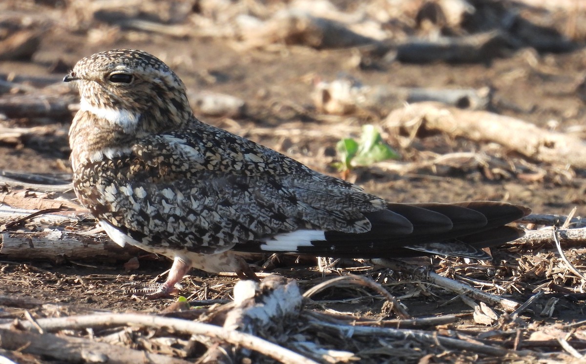 Common Nighthawk - ML637799560