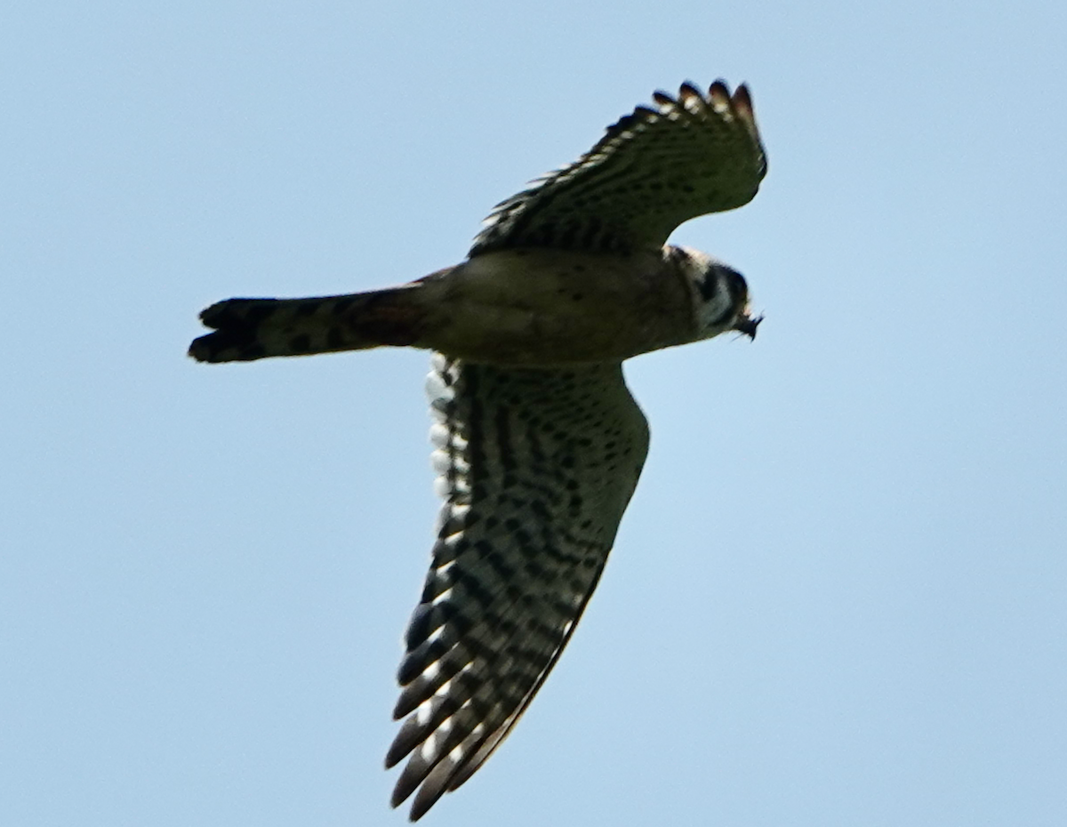 American Kestrel - ML637799563