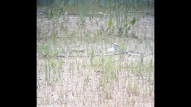 Snowy Plover - ML637799587