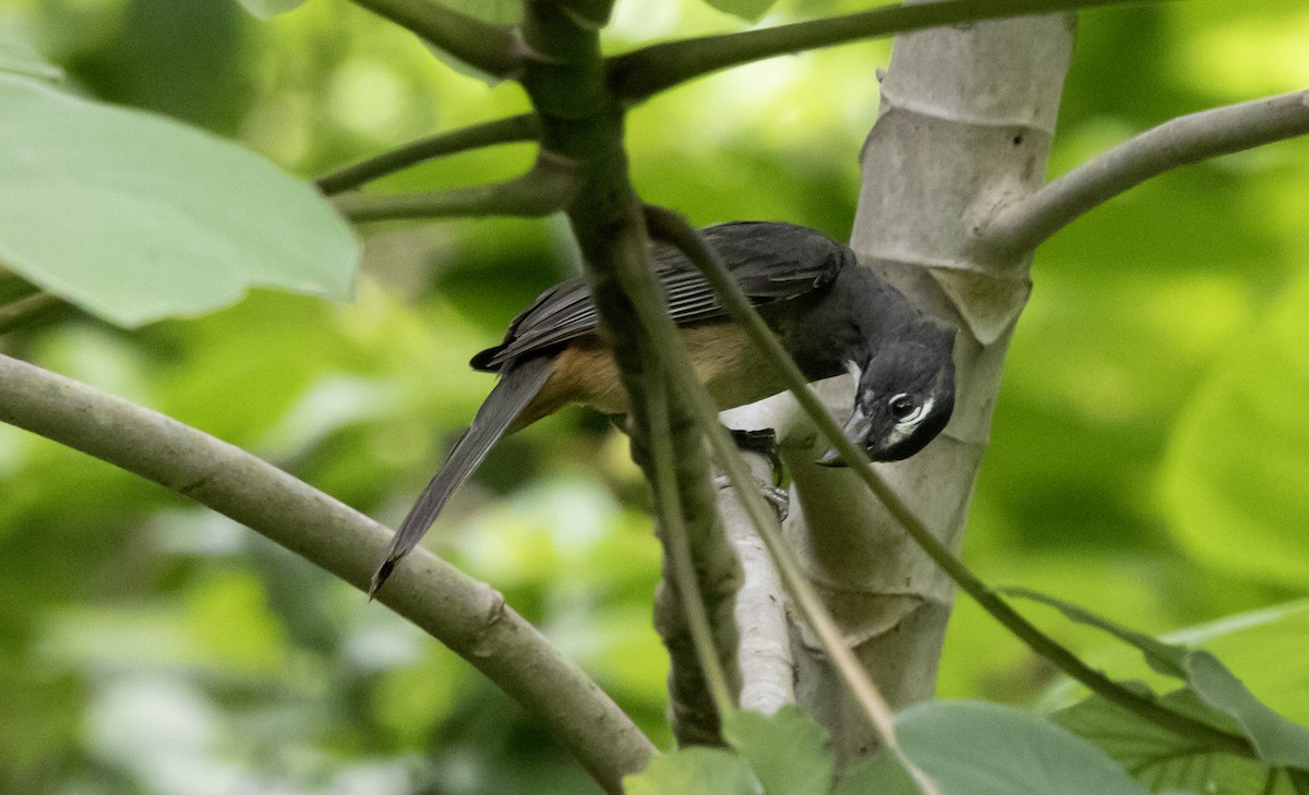 Cinnamon-bellied Saltator - ML637799603