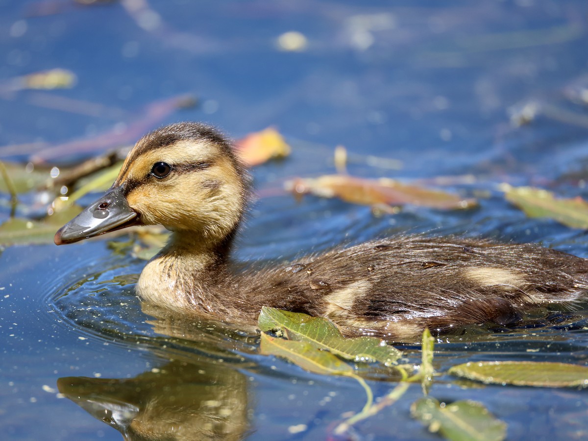 Canard colvert - ML637799623