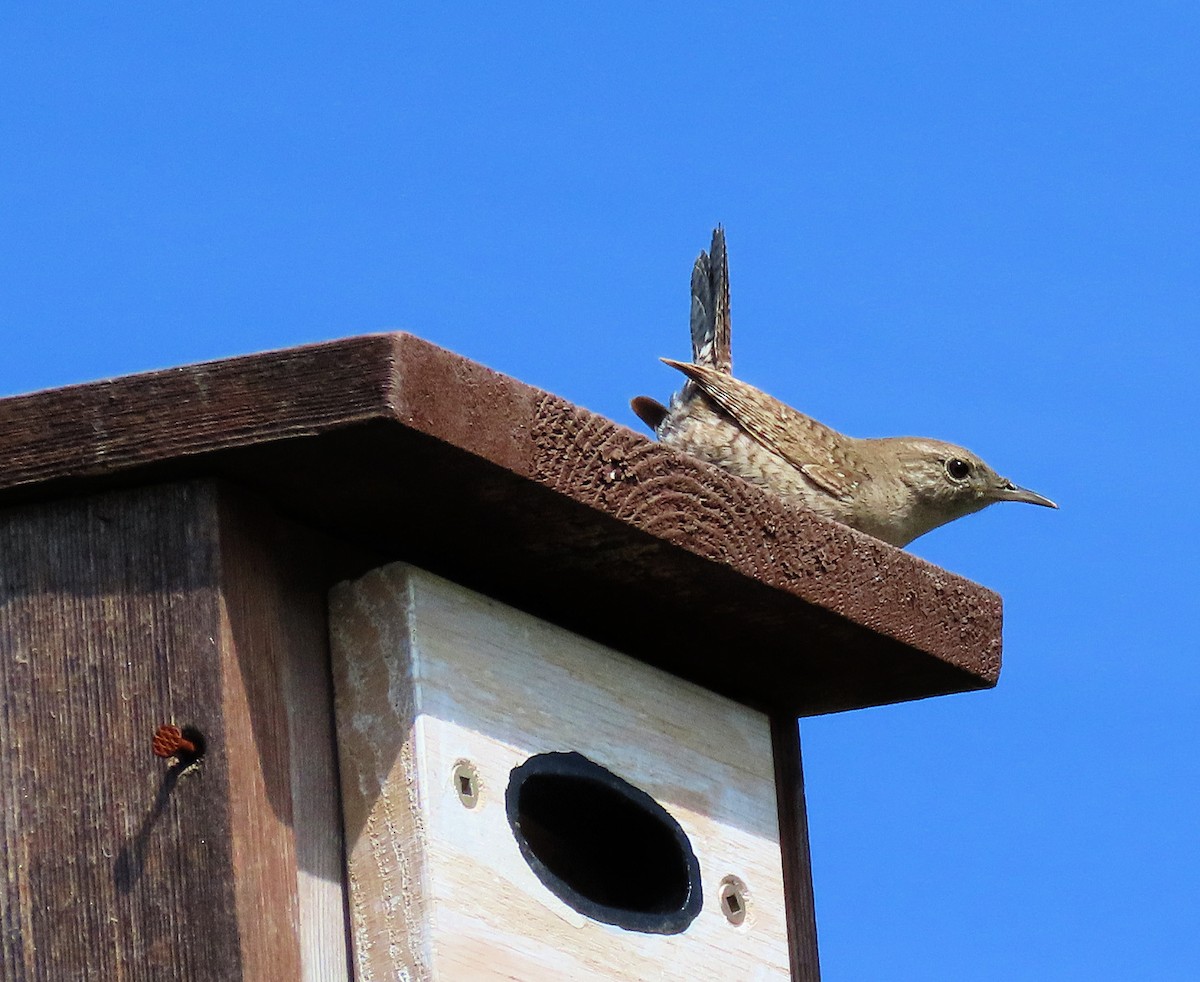 Northern House Wren - ML637799659