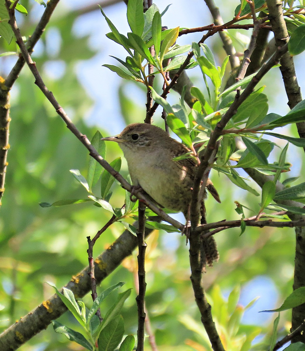 Northern House Wren - ML637799665