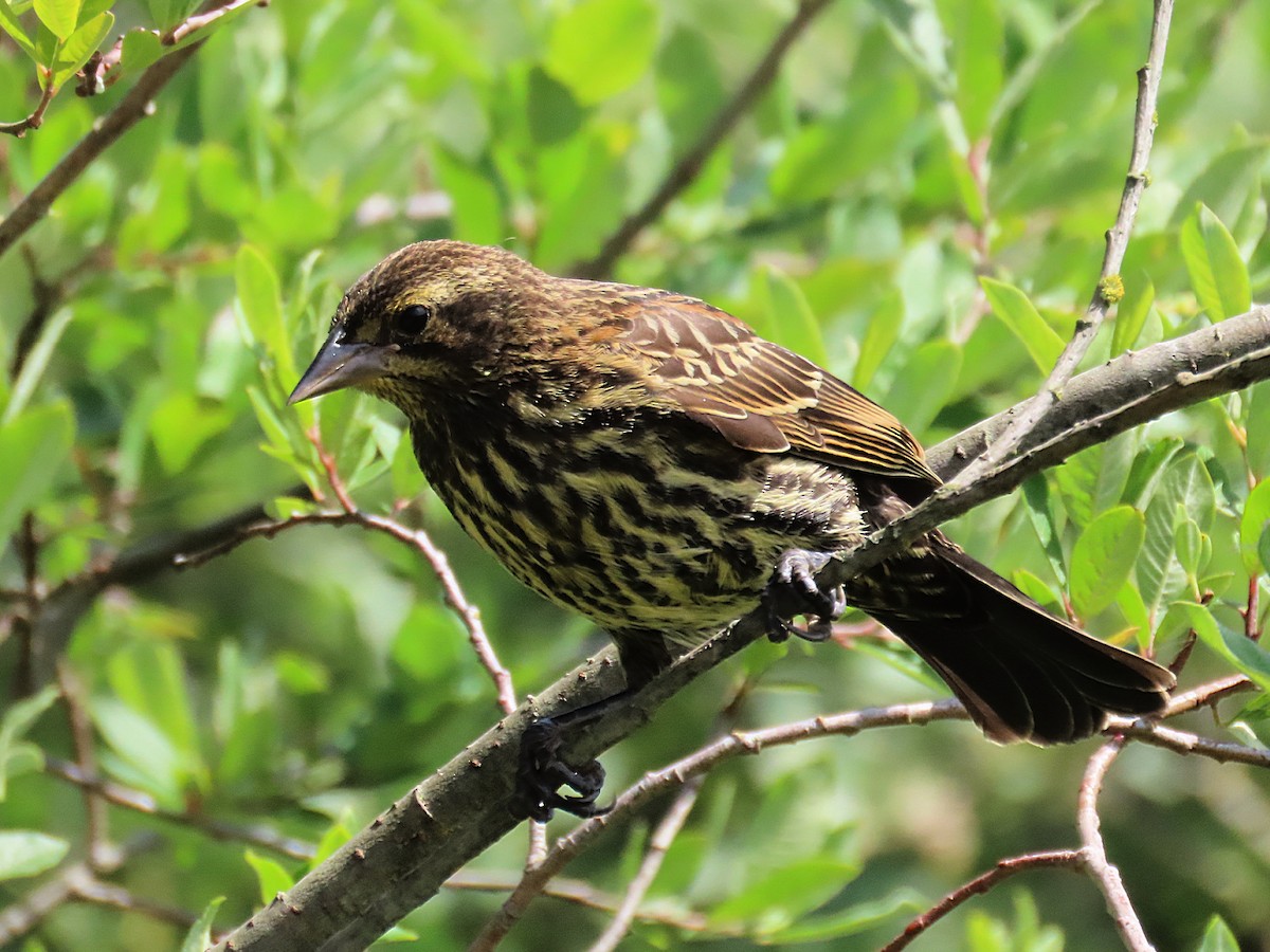Red-winged Blackbird - ML637799668