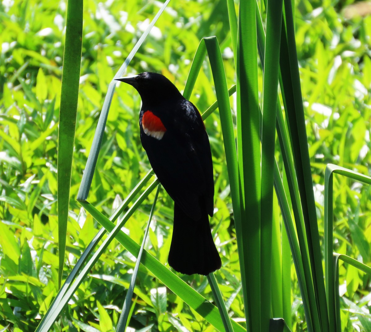 Red-winged Blackbird - ML637799679