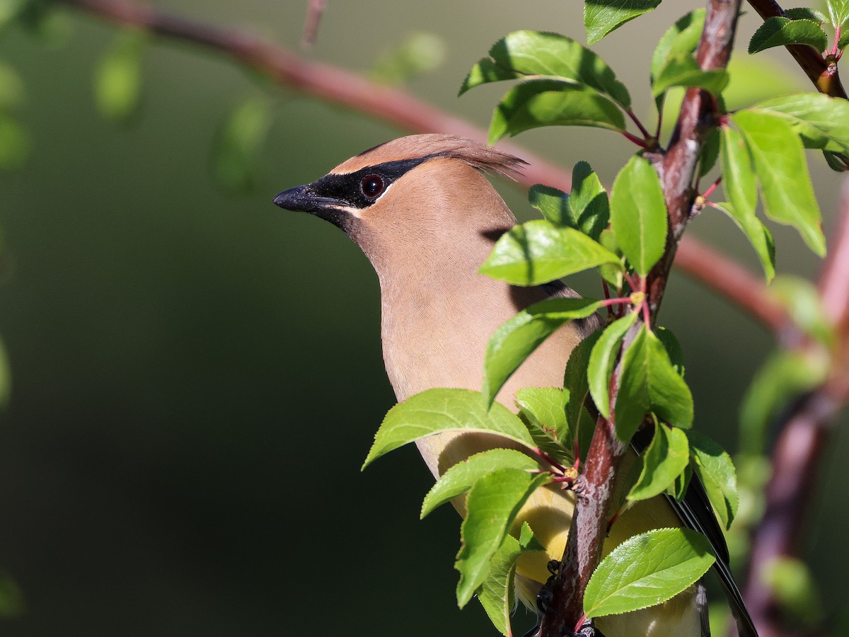 Cedar Waxwing - ML637799683