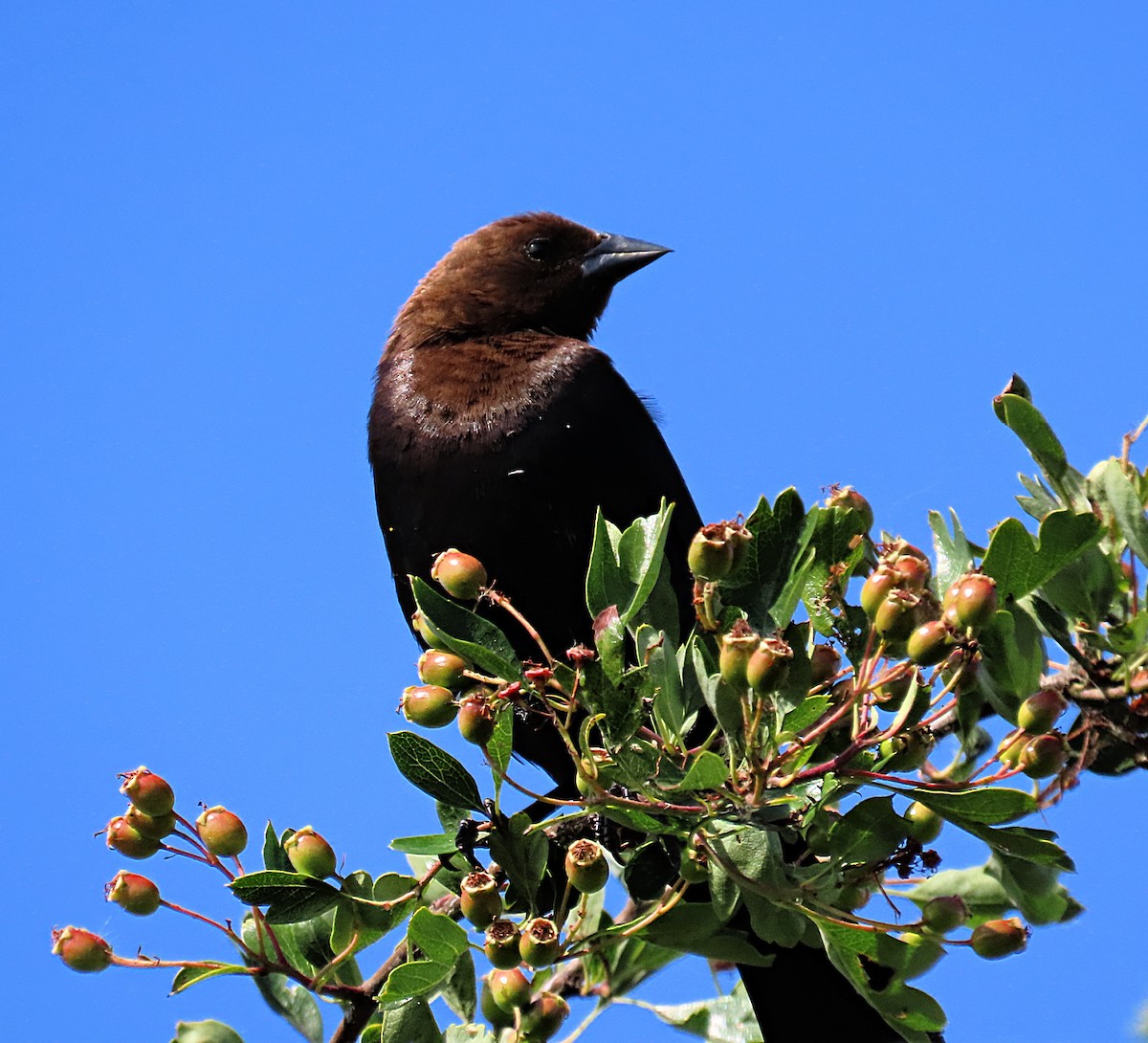 Brown-headed Cowbird - ML637799690