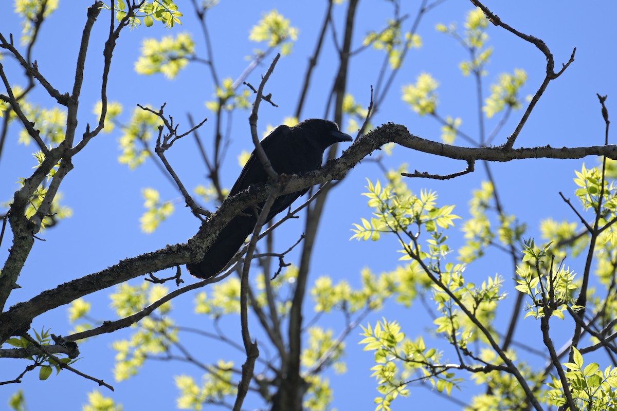 Carrion Crow - ML637799693
