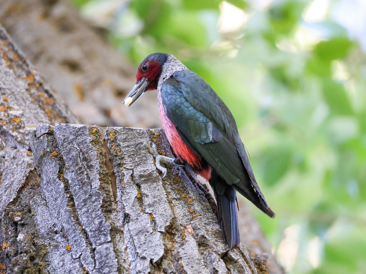 Lewis's Woodpecker - ML637799720