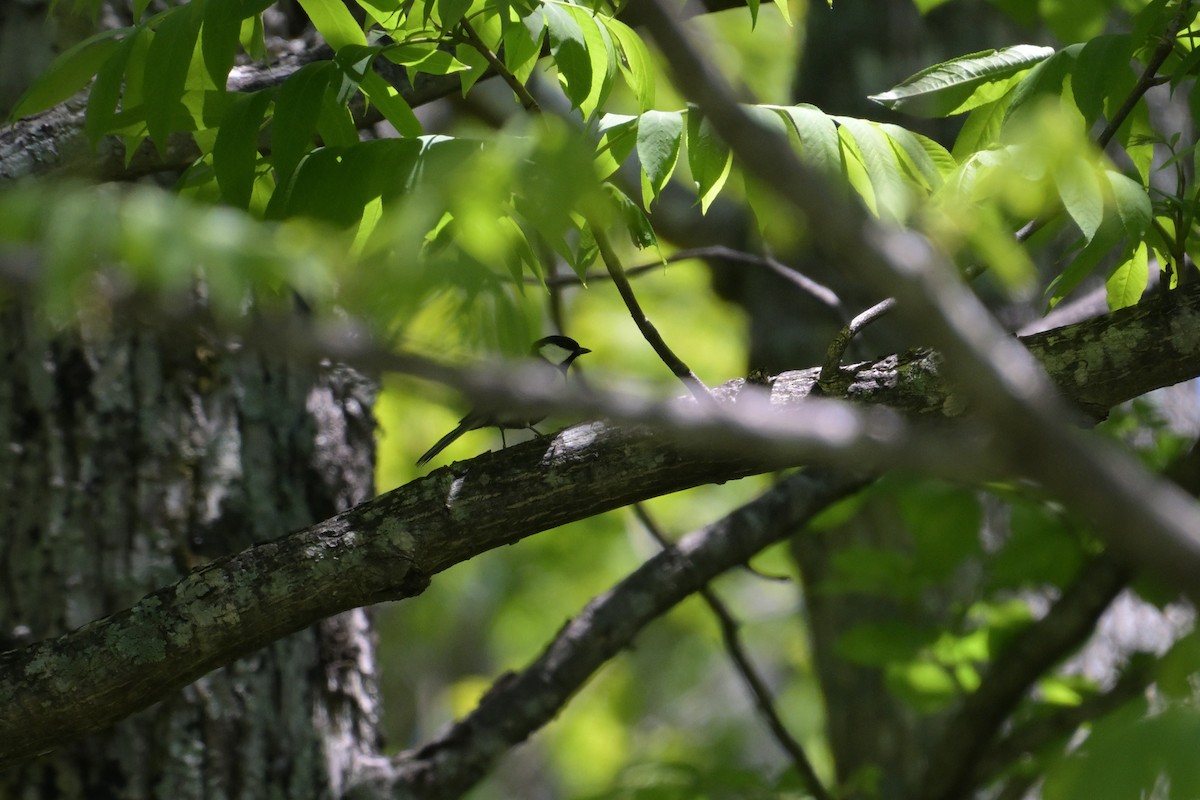 Asian Tit - ML637799756
