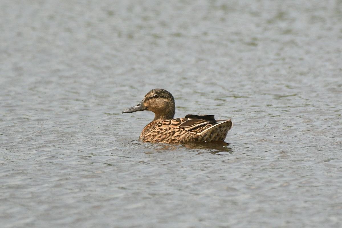 Green-winged Teal - ML637799774