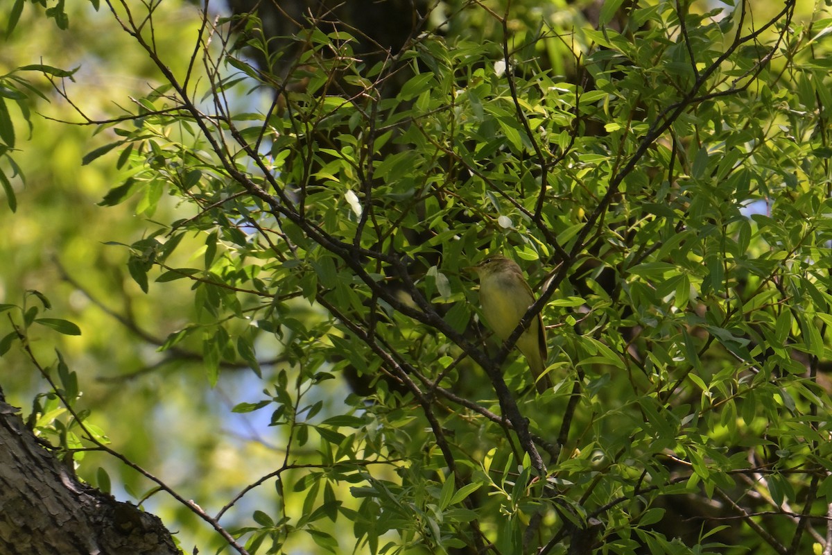 Japanese Leaf Warbler - ML637799810