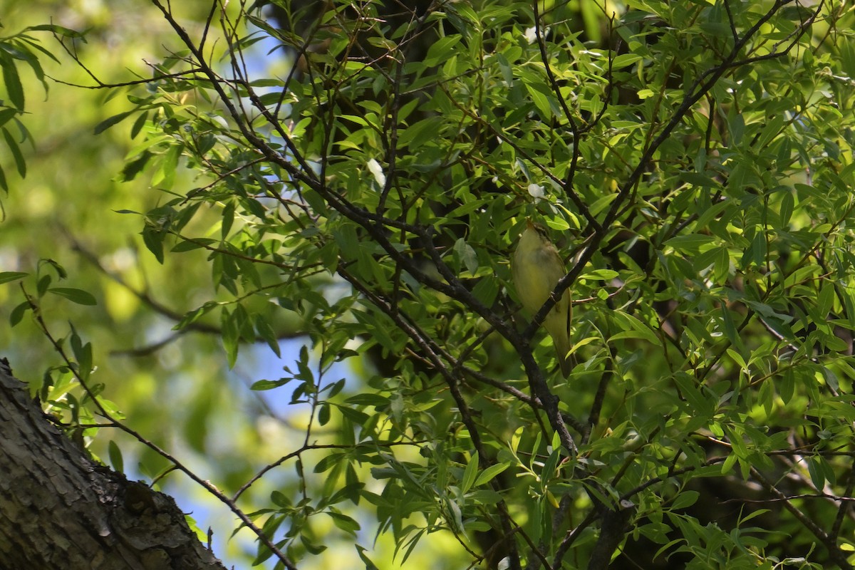 Japanese Leaf Warbler - ML637799811