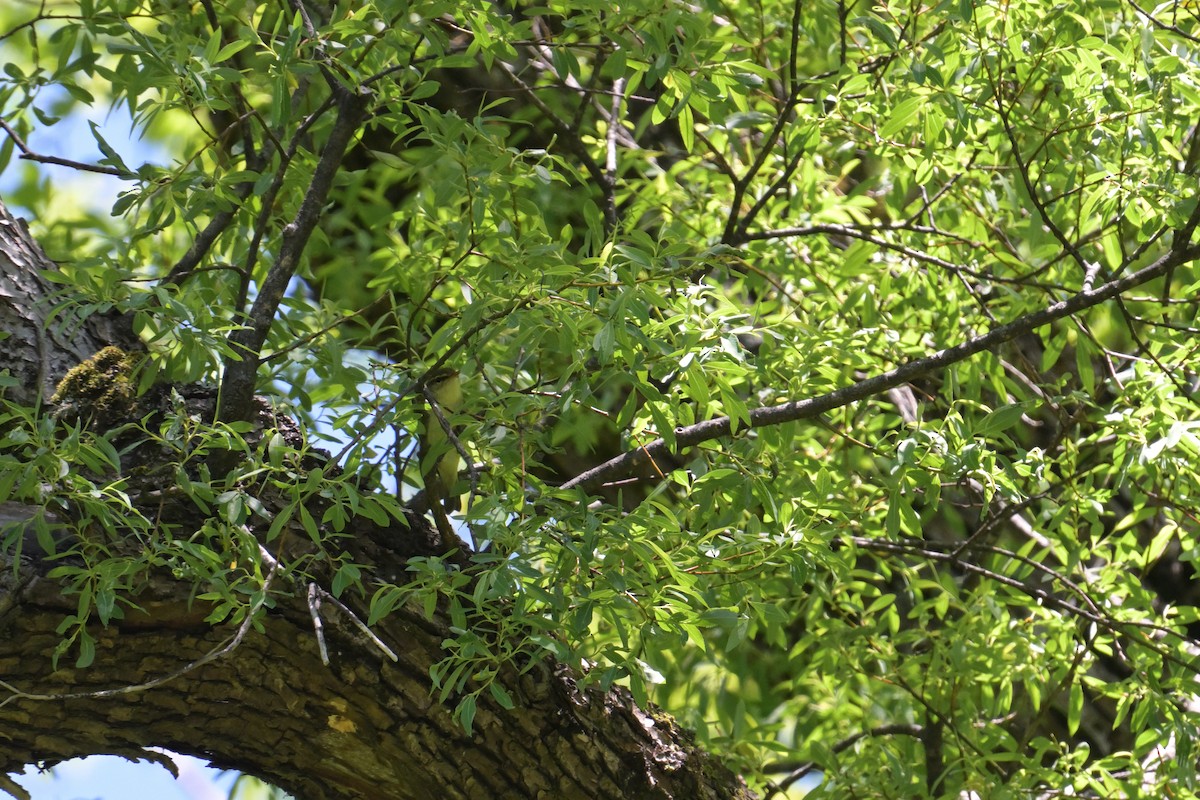 Japanese Leaf Warbler - ML637799812