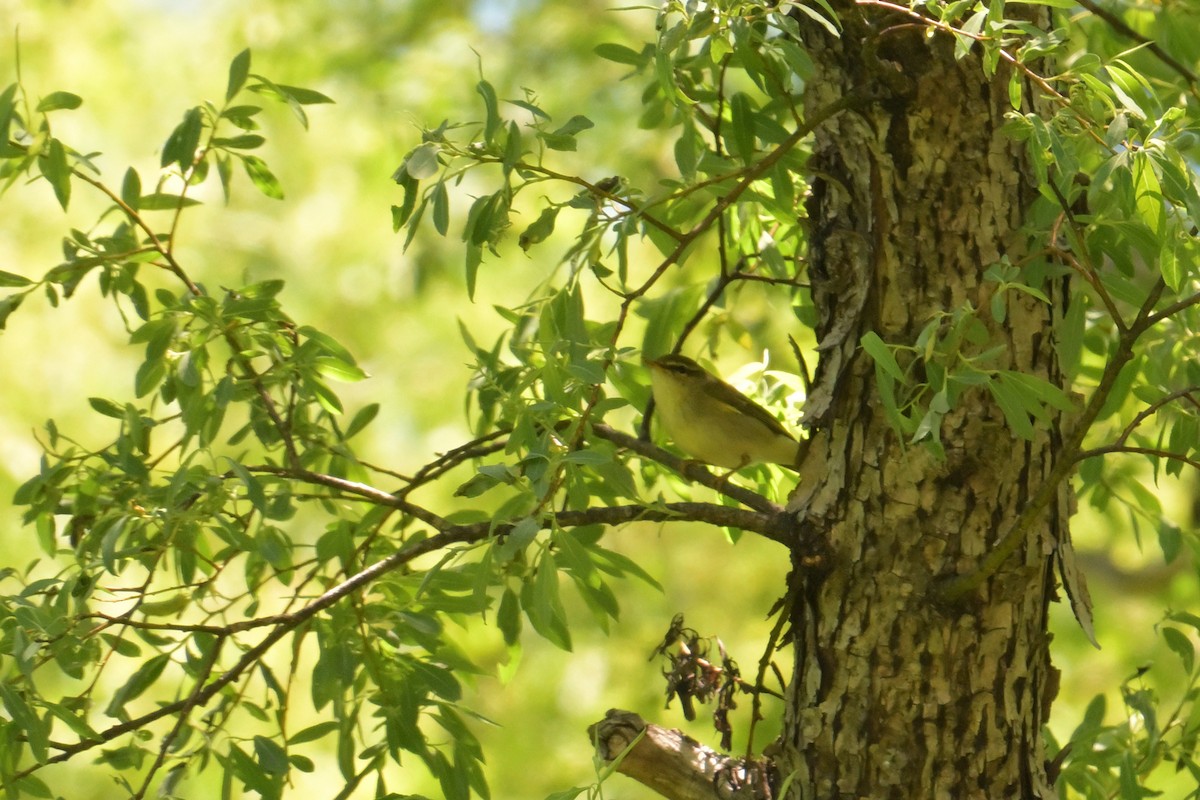 Japanese Leaf Warbler - ML637799829