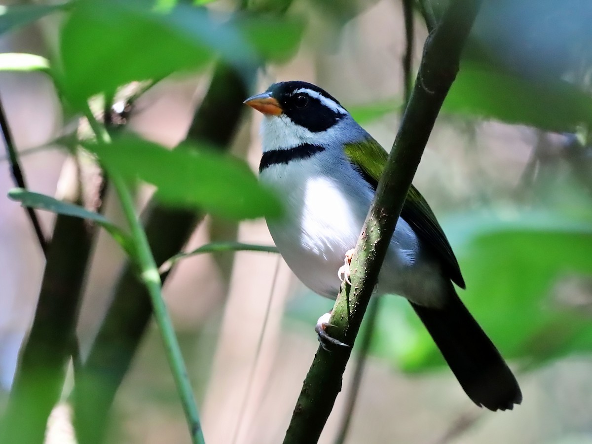 Saffron-billed Sparrow - ML637799916