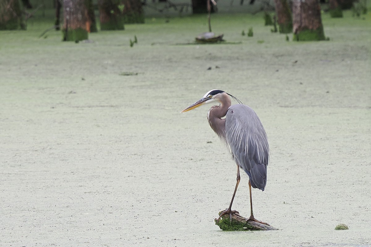 Great Blue Heron - ML637799924