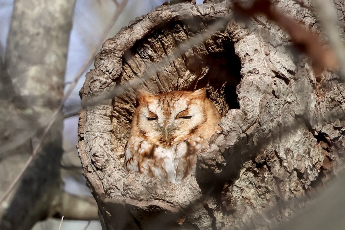 Eastern Screech-Owl - ML637799932