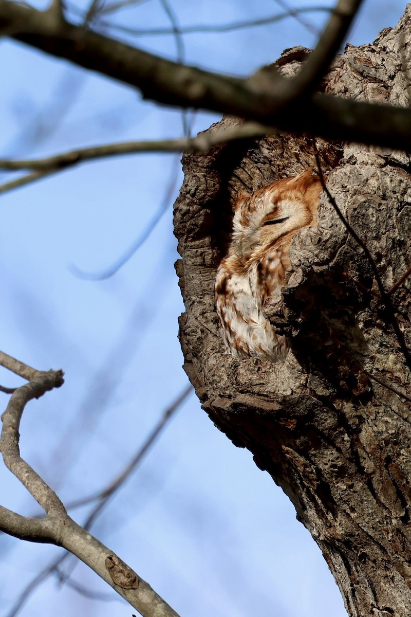Eastern Screech-Owl - ML637799933