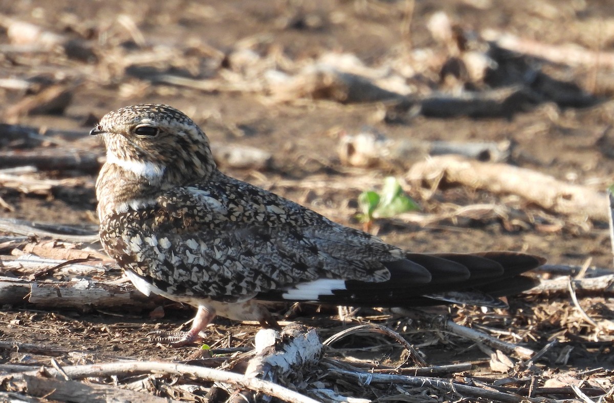 Common Nighthawk - ML637799957