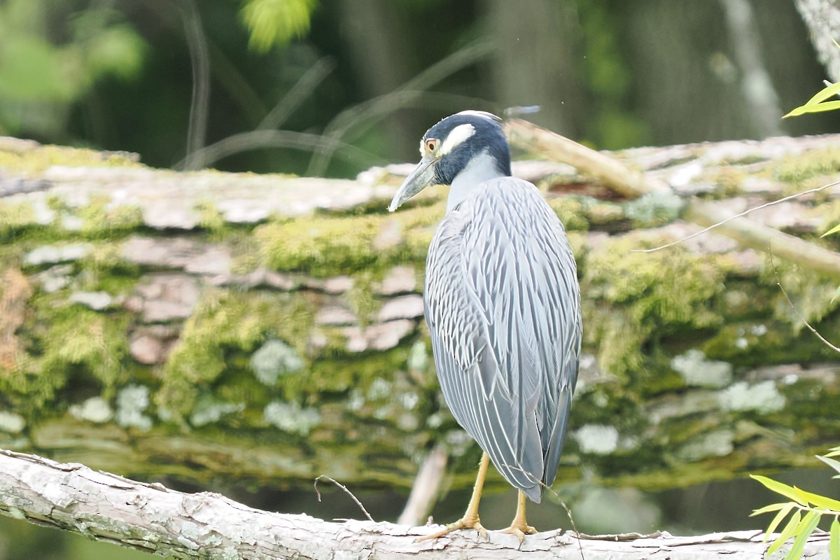 Yellow-crowned Night Heron - ML637800027