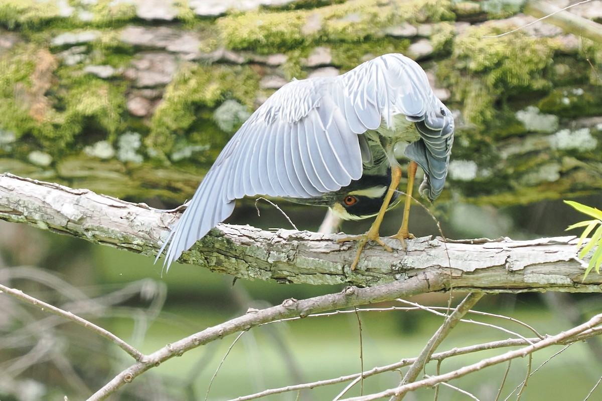 Yellow-crowned Night Heron - ML637800073
