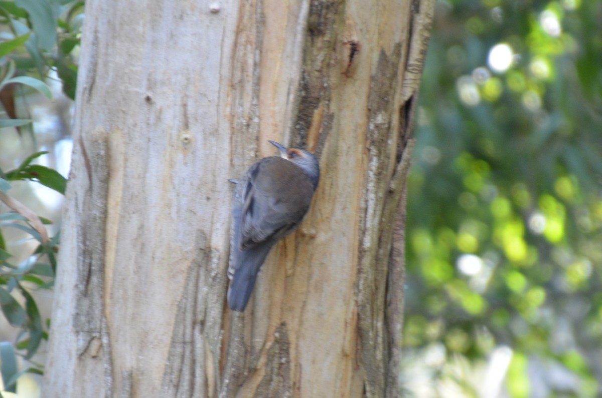 Red-browed Treecreeper - ML637800089