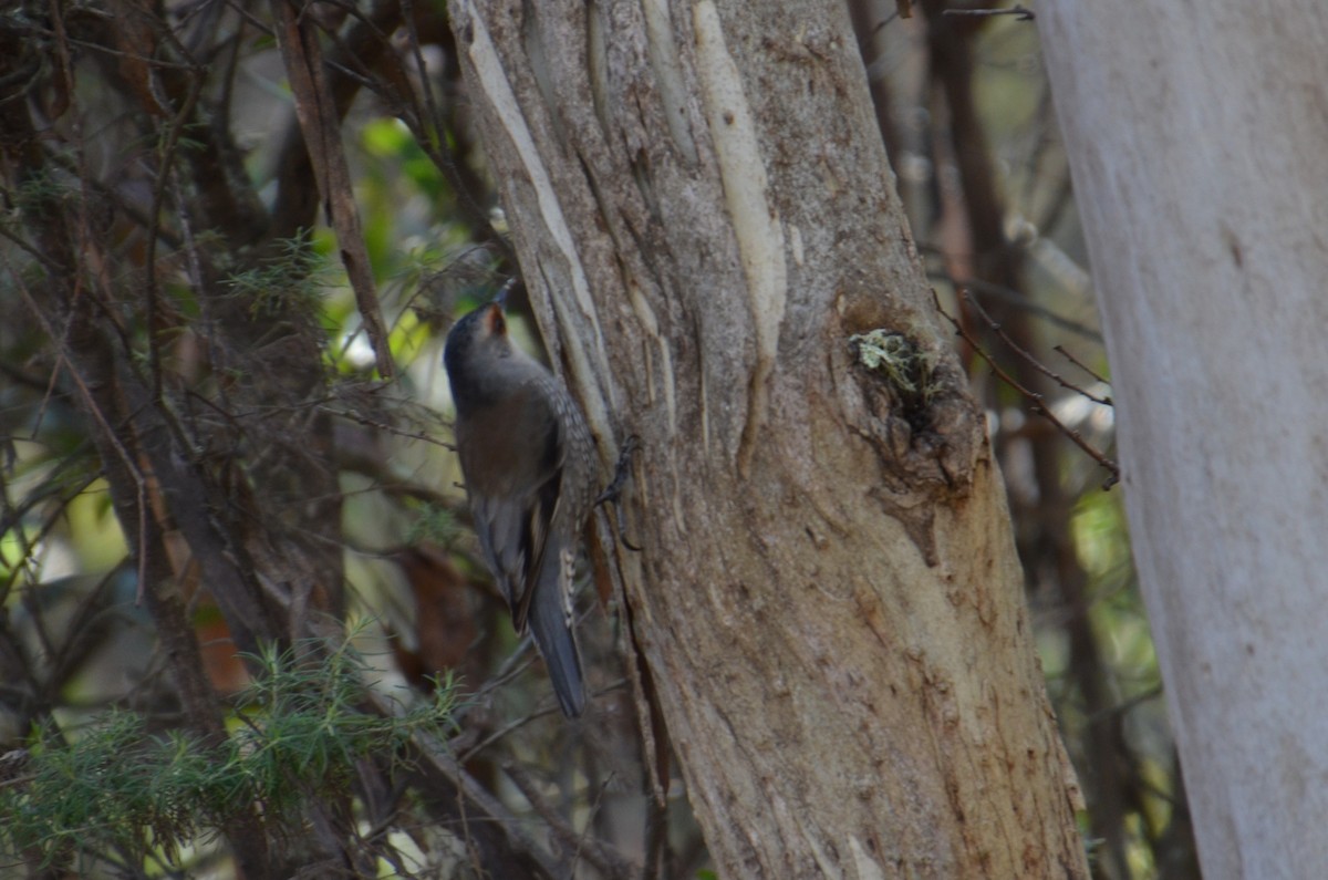 Red-browed Treecreeper - ML637800091