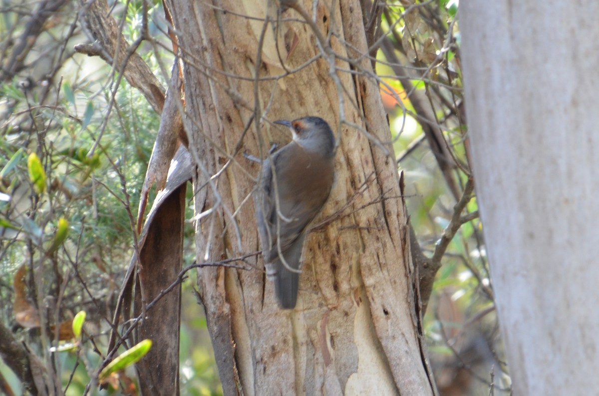 Red-browed Treecreeper - ML637800092