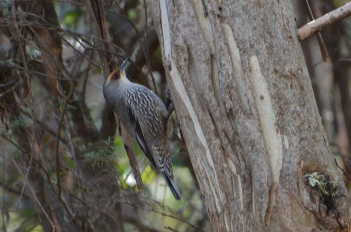 Red-browed Treecreeper - ML637800093