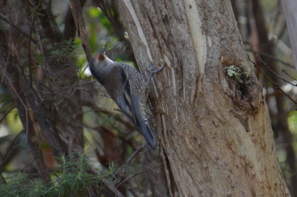 Red-browed Treecreeper - ML637800095