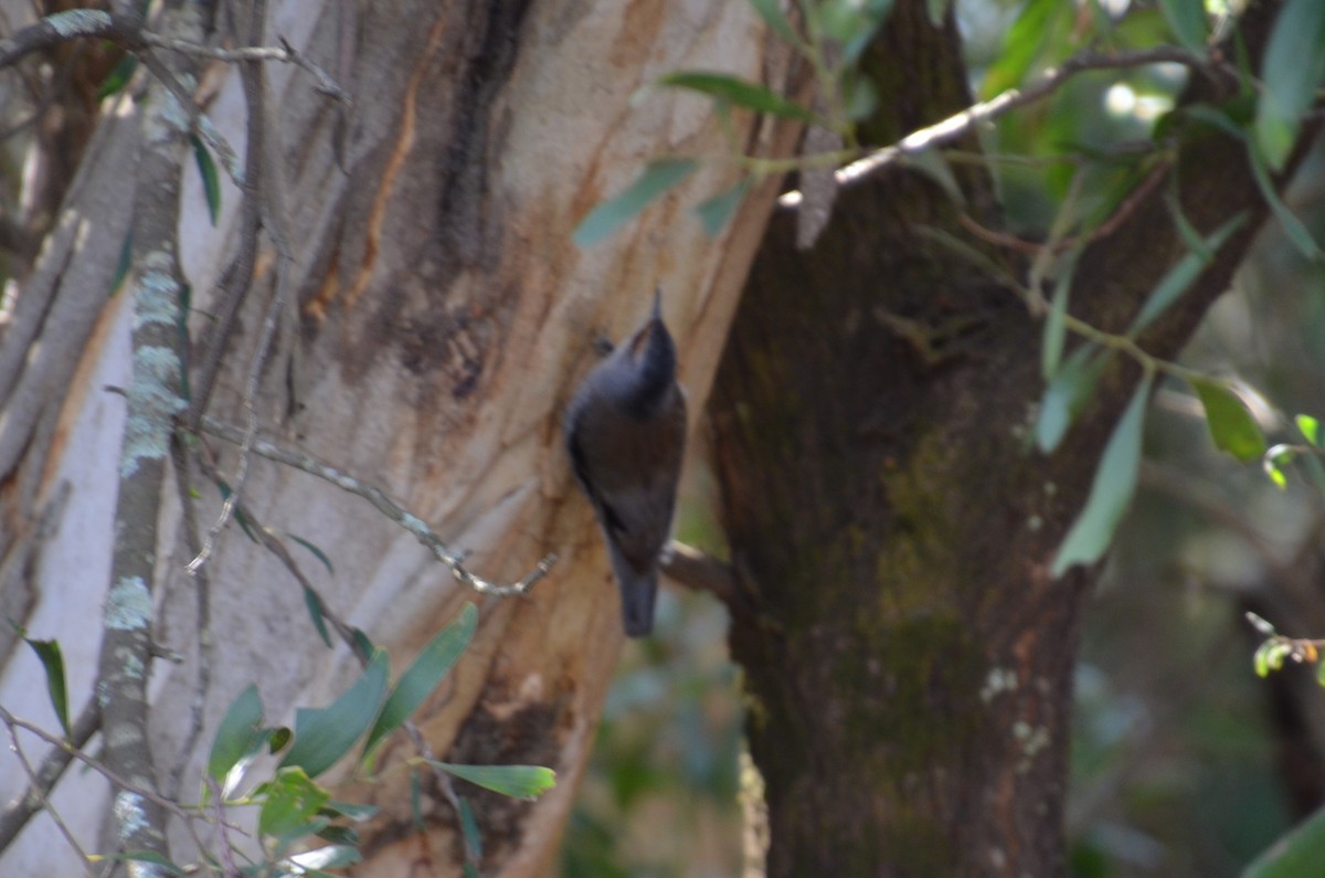 Red-browed Treecreeper - ML637800098