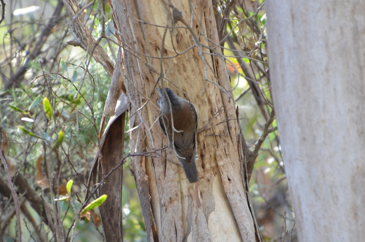 Red-browed Treecreeper - ML637800100