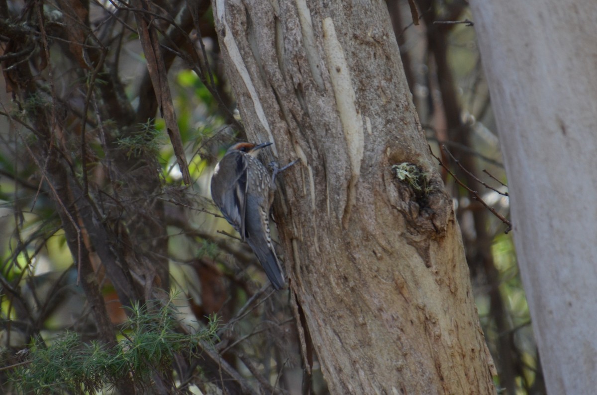 Red-browed Treecreeper - ML637800101