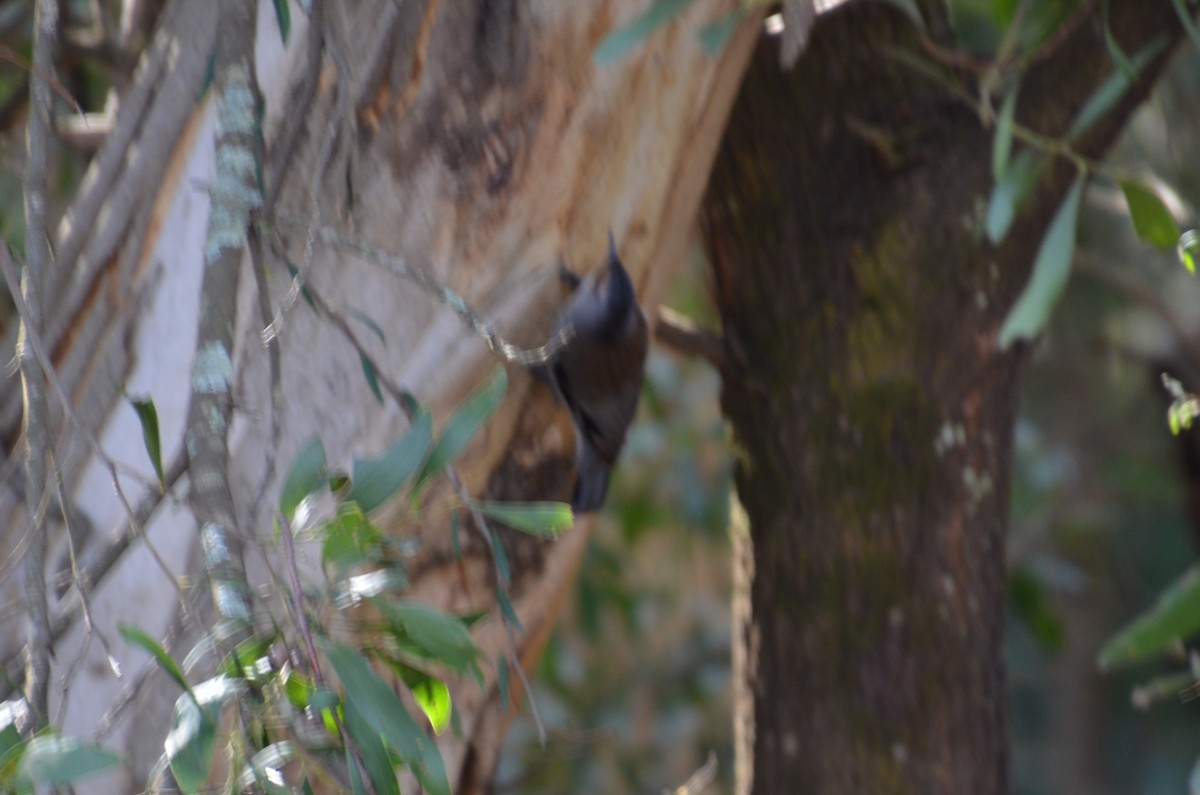 Red-browed Treecreeper - ML637800102