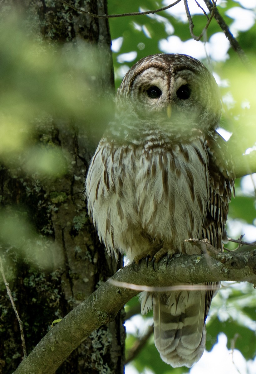 Barred Owl - ML637800111