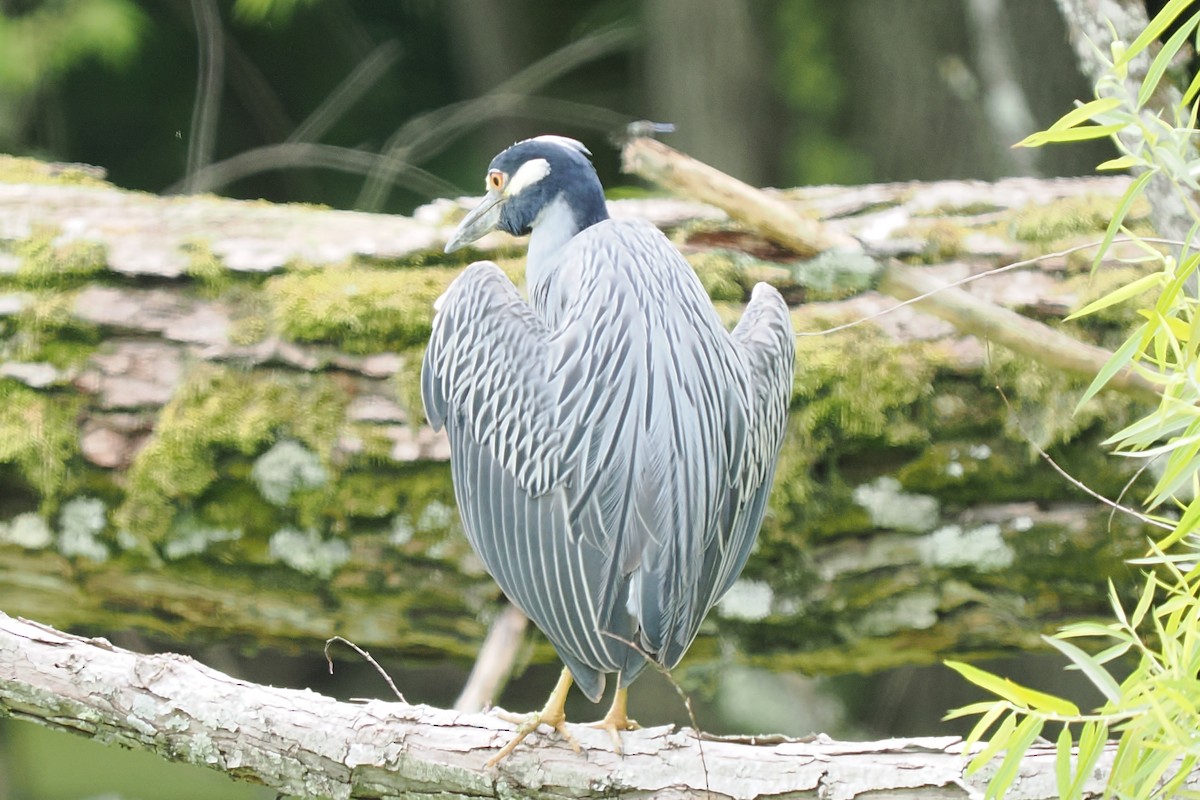 Yellow-crowned Night Heron - ML637800117