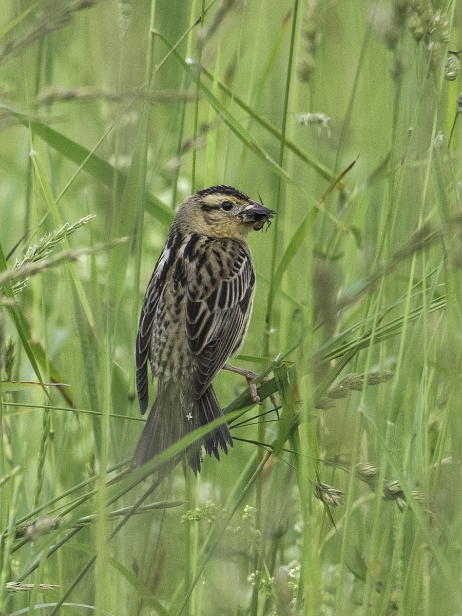 Bobolink - ML637800156