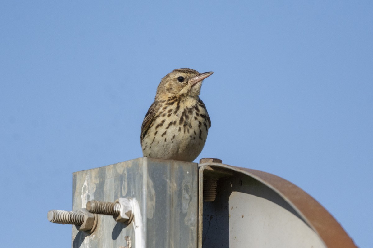 Tree Pipit - ML637800159