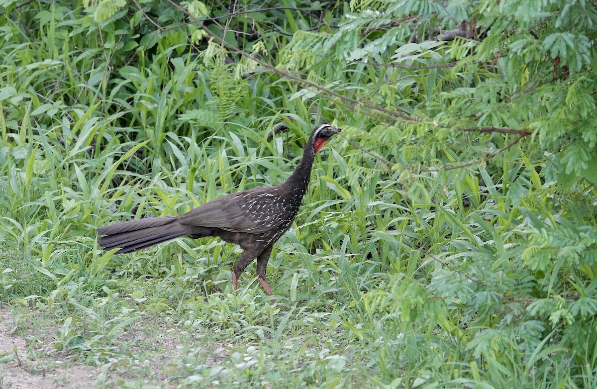 White-browed Guan - ML637800164