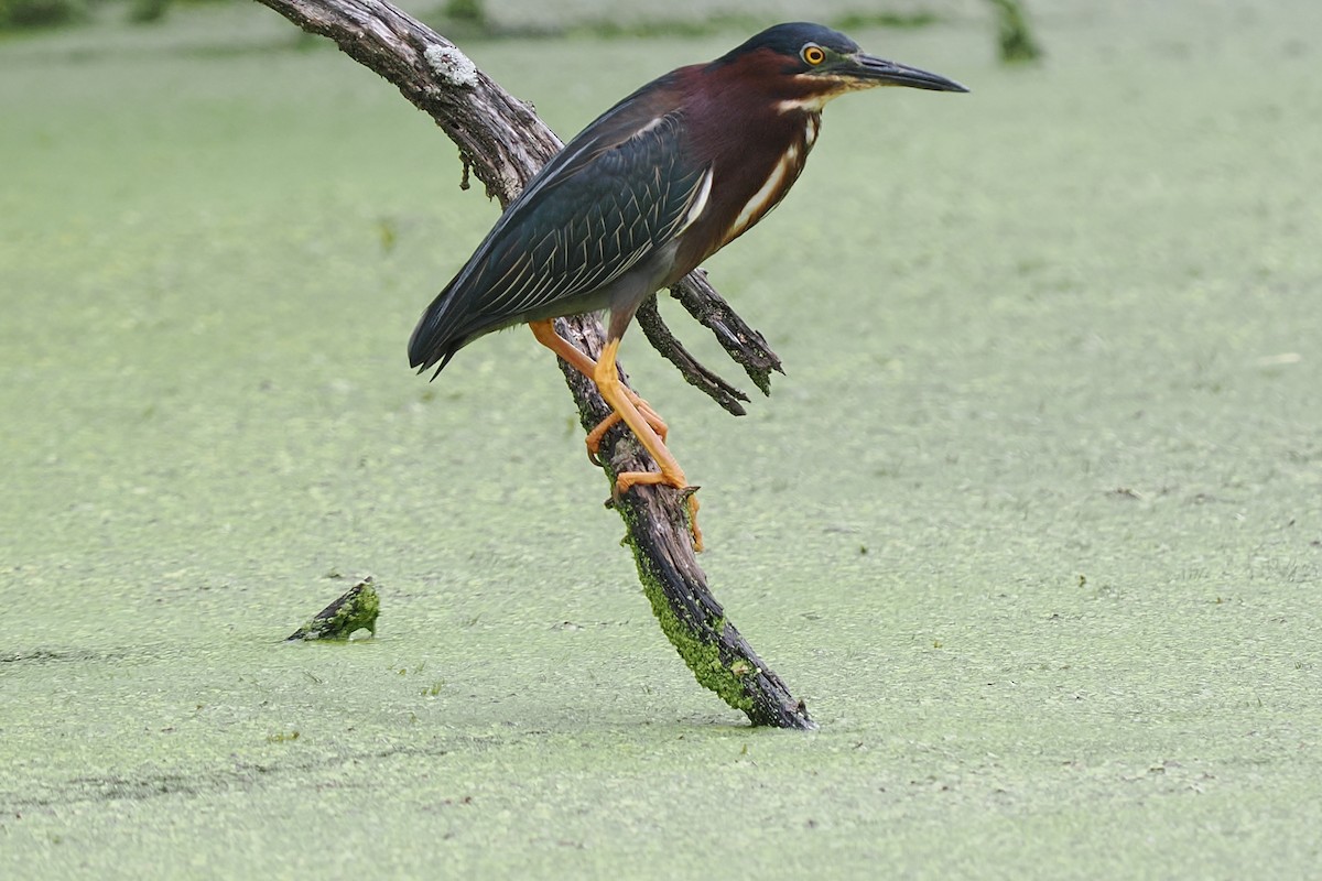 Green Heron - ML637800168